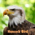 Hancock Bird