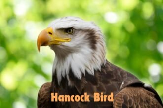 Hancock Bird